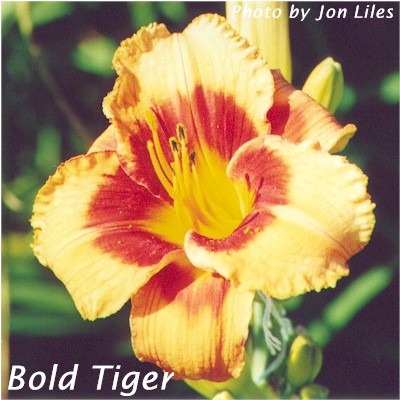 Bold Tiger